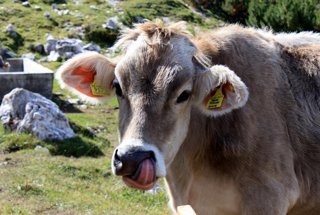 Hotel La Pineta Selva di Val Gardena Dış mekan fotoğraf